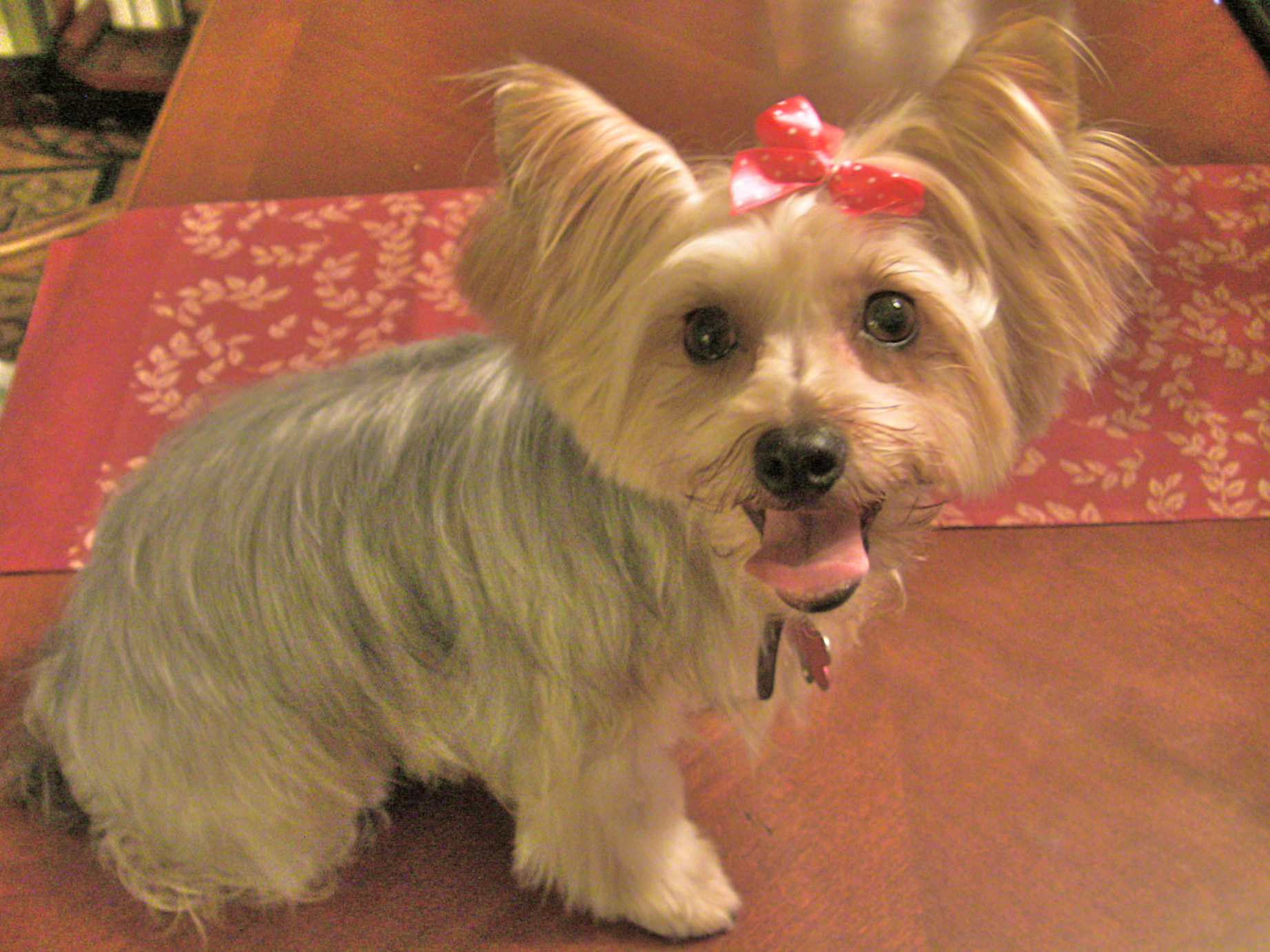 Tiffy the Yorkie is Back from the Groomer and Looking Fabulous!
