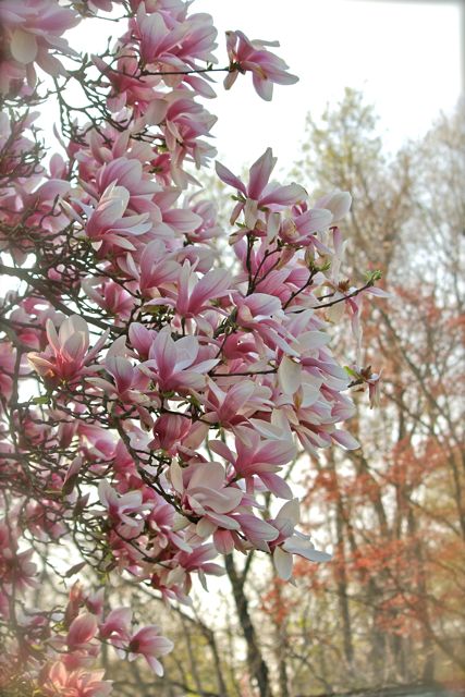 magnolia tree facts. southern magnolia tree facts. southern magnolia tree facts. southern magnolia tree facts. Mr. Retrofire. Apr 6, 07:54 PM